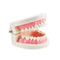 1 Stück Dental Dentist Flesh Pink Gums Standardzähne Tooth Teach Model