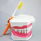 1 Stück Zahnmodell mit Zahnbürste mit herausnehmbaren Zähnen