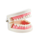1 pezzo dentale dentista carne rosa gengive denti standard dente modello di insegnamento