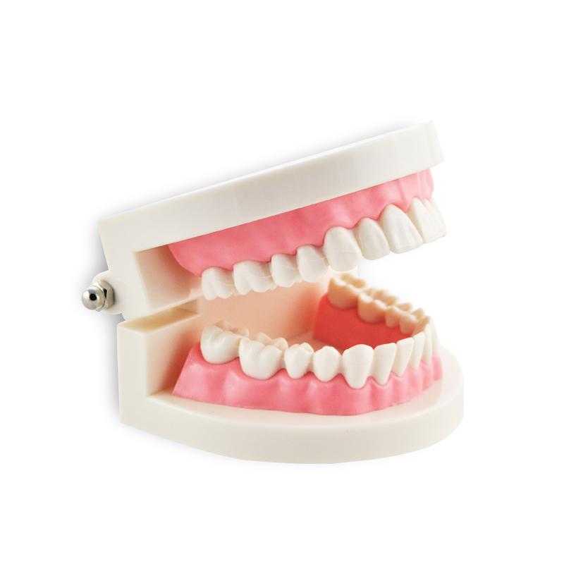 1 pezzo dentale dentista carne rosa gengive denti standard dente modello di insegnamento