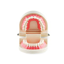 1 pièce Dentiste Dentaire Chair Rose Gencives Dents Standard Dent Teach Model