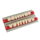 Dental Acrylic Resin Denture Teeth Shade