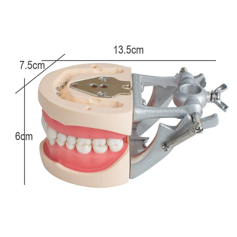 Modell Dental Universalplatte 200H Typ Herausnehmbare Zähne