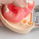 Modelo Dental Placa Universal 200H Tipo Dientes Removibles