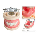 Modèle Plaque Universelle Dentaire 200H Type Dents Amovibles