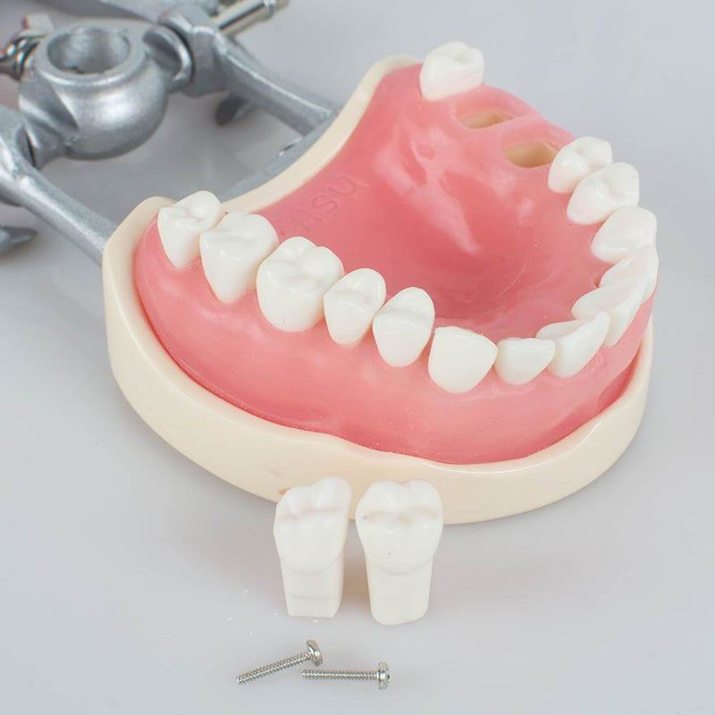 Dental Teach Study Adult Standard Typodont Demostración Modelo Dientes