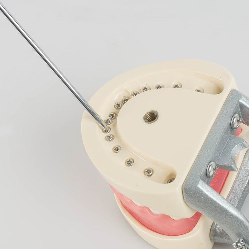 Dental Teach Study Adult Standard Typodont Demonstrationsmodell Zähne