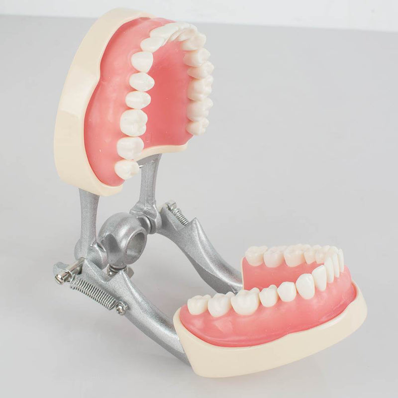 Studio di insegnamento dentale Modello di dimostrazione di tipodonte standard per adulti Denti
