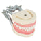 Studio di insegnamento dentale Modello di dimostrazione di tipodonte standard per adulti Denti