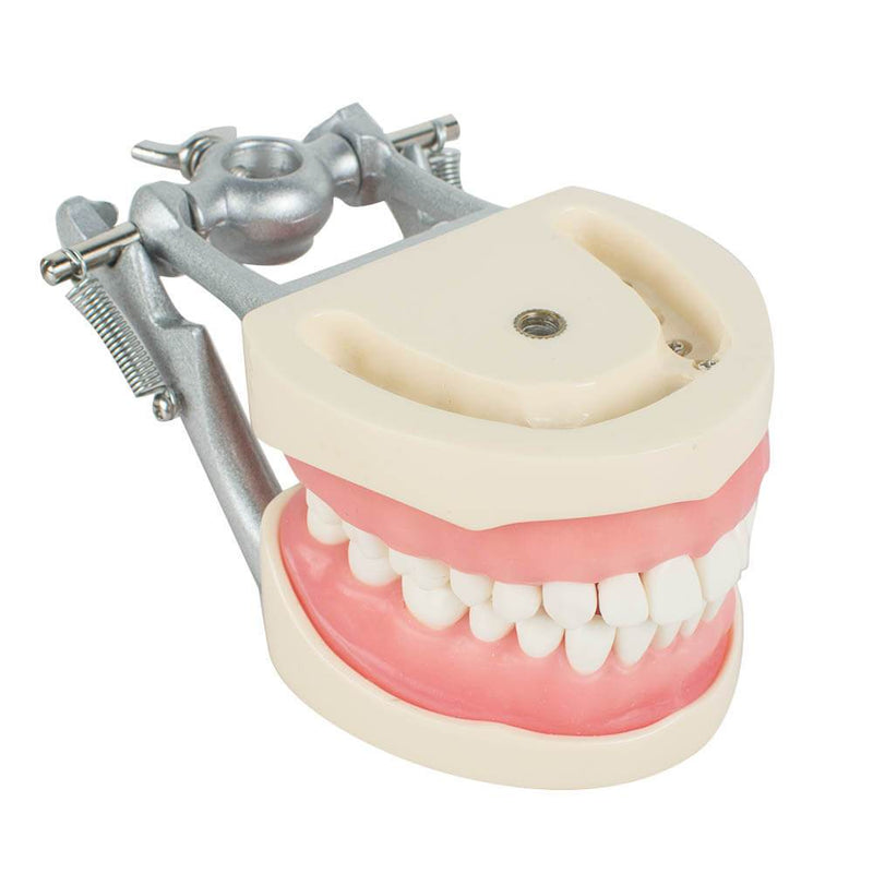 Dental Teach Study Adult Standard Typodont Demonstrationsmodell Zähne