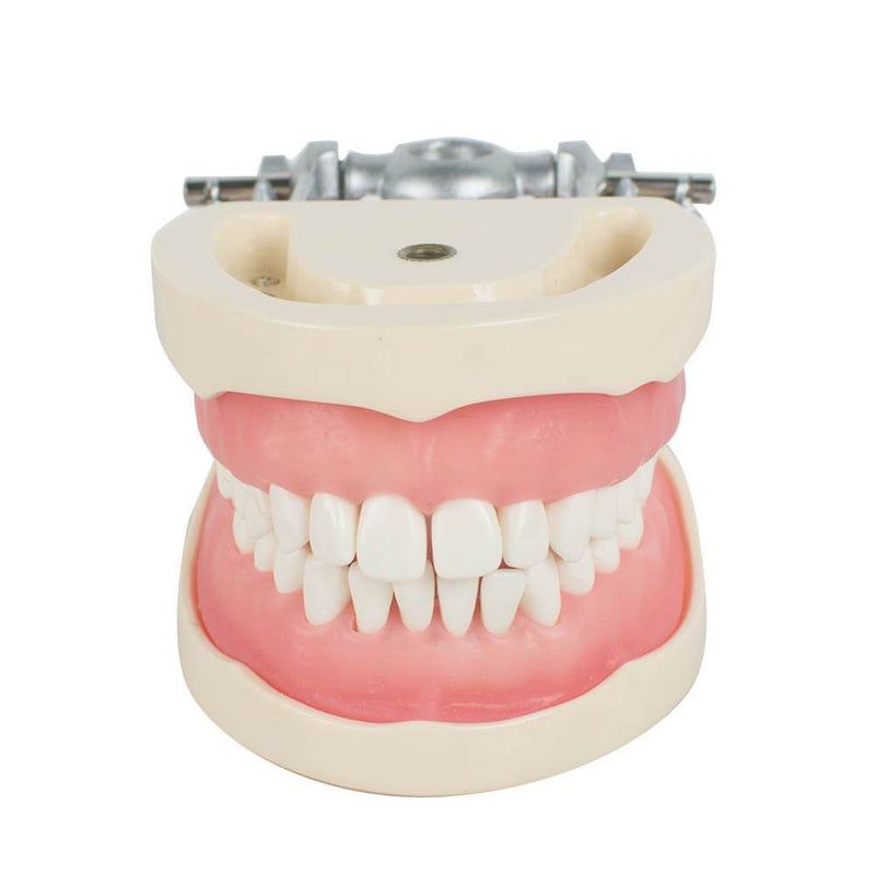 Dental Teach Study Volwassen Standaard Typodont Demonstratie Model Tanden