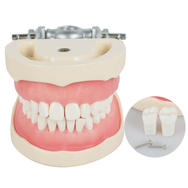 Dentaire Enseigner Étude Adulte Standard Typodont Démonstration Modèle Dents