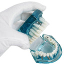 Modelo de dientes patológicos adultos transparentes de diente de estudio dental