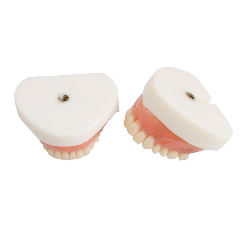 Dents de modèle de démonstration standard pour adultes d'étude d'enseignement dentaire