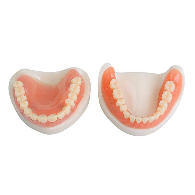 Dents de modèle de démonstration standard pour adultes d'étude d'enseignement dentaire