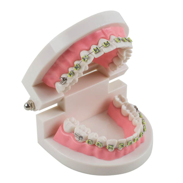Studio di insegnamento dentale Modello di denti dimostrativi tipodonti per adulti con staffe