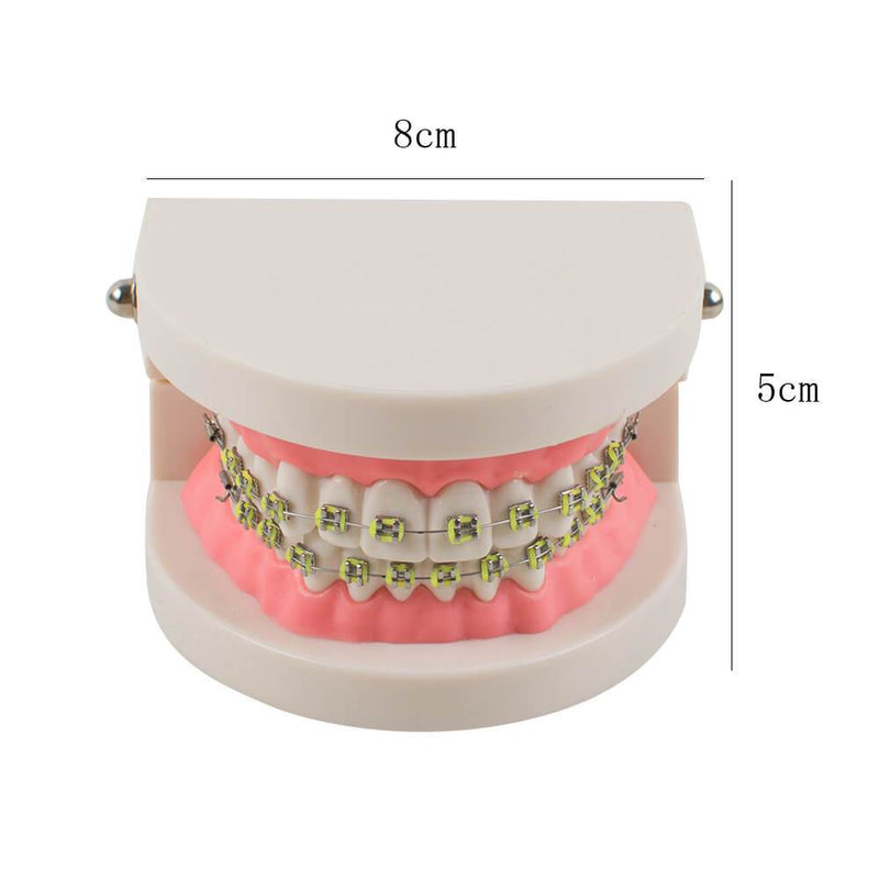 Dental Teach Study Adult Typodont Demonstration Teeth Model with Brackets