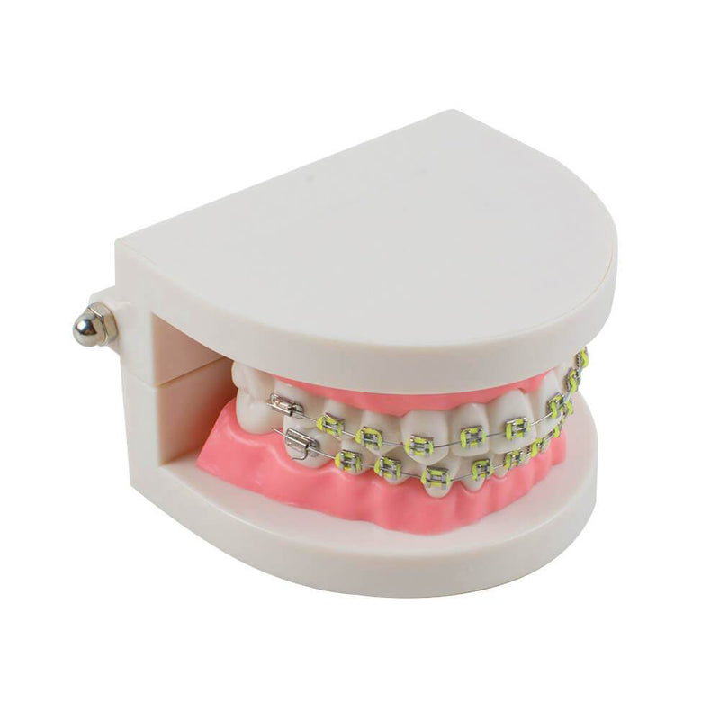Dental Teach Study Typodont-Demonstrationszahnmodell für Erwachsene mit Brackets