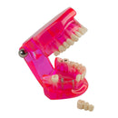 Modelo de dientes dentales Enseñar estudio Restauración y patología de implantes orales