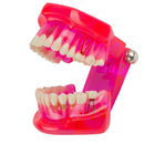 Dental Teeth Model Teach Study Oral Implant Restoration & Pathology