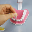 1 modèle de dents dentaires avec brosse à dents avec dents amovibles