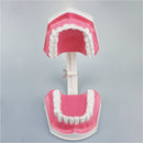 1 modelo de dientes dentales con cepillo de dientes con dientes extraíbles