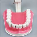 1 pz Modello di denti dentali con spazzolino da denti con denti rimovibili
