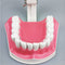 1 modèle de dents dentaires avec brosse à dents avec dents amovibles