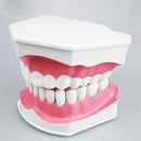 1 modelo de dientes dentales con cepillo de dientes con dientes extraíbles