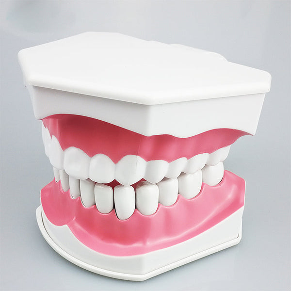 1 stuk Tandtandenmodel met tandenborstel met verwijderbare tanden