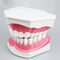 1 pc Dental Teeth Model with Toothbrush with Removable Teeth