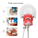 Dental Simulator New Desktop Stand Suitable for Dentist Education with 28 Teeth