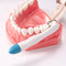 50PCS Dental Sectional Matrix Bands
