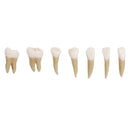 28 pièces 1: 1 modèle d'étude d'enseignement de démonstration de dents d'implant dentaire