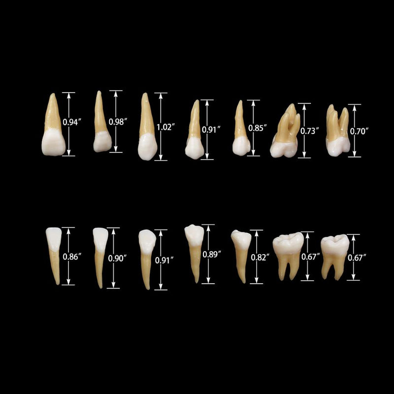 28PCS 1: 1 modello di studio di dimostrazione dei denti dell'impianto dentale