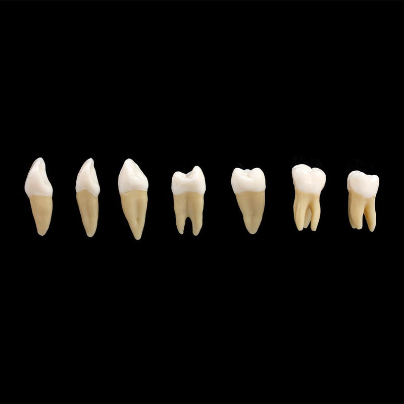 28 pièces 1: 1 modèle d'étude d'enseignement de démonstration de dents d'implant dentaire