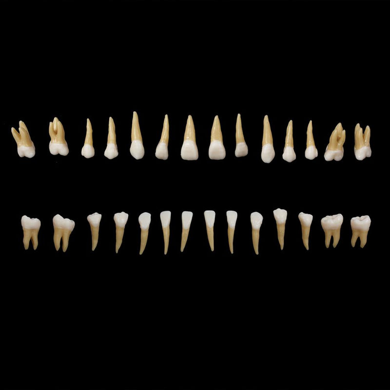 28PCS 1: 1 Modelo de estudio de enseñanza de demostración de dientes de implante dental