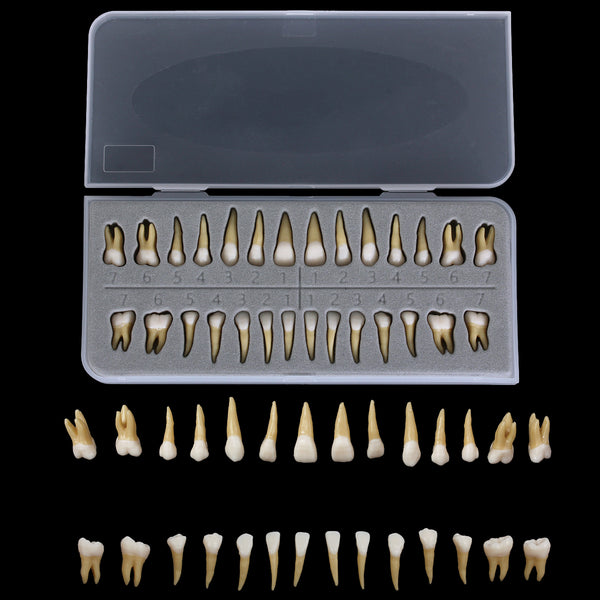 28PCS 1: 1 Dental Implant Teeth Demonstration Teach Study Model