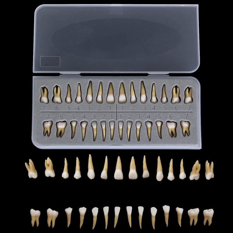 28 STÜCKE 1: 1 Zahnimplantat Zähne Demonstration Lehren Studienmodell